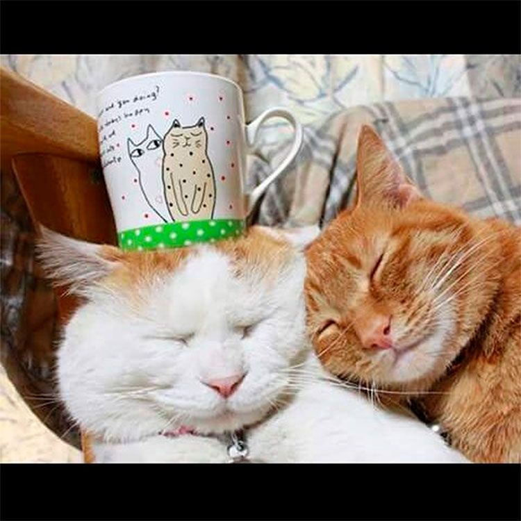 gatos