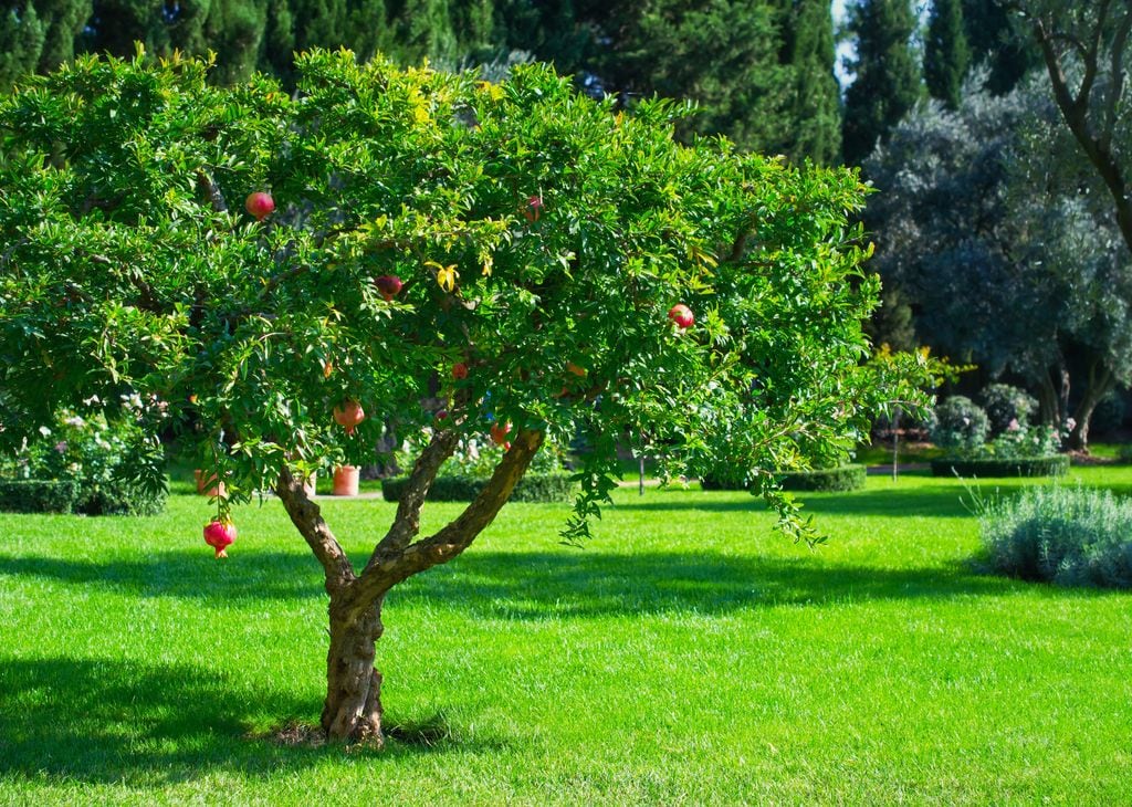 Granado (‘Punica granatum’) plantado en un jardín doméstico que luce una verde pradera de césped