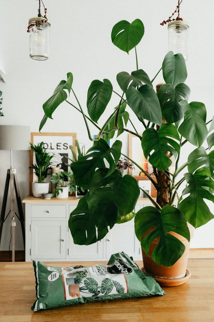Plantas de interior