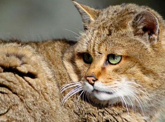 gato montés