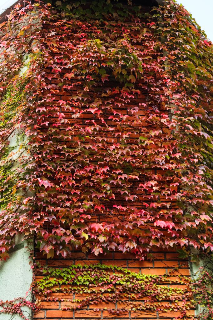 La parra virgen (‘Parthenocissus tricuspidata’) regala una de las estampas más espectaculares del otoño 