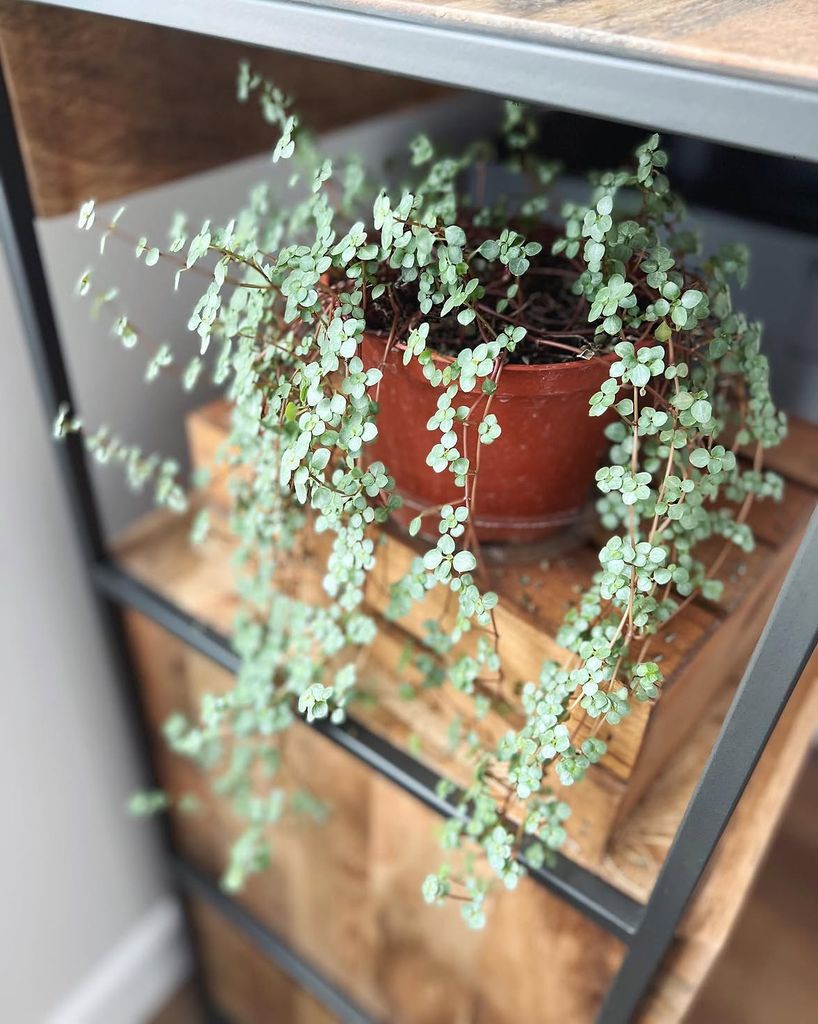 pilea glauca