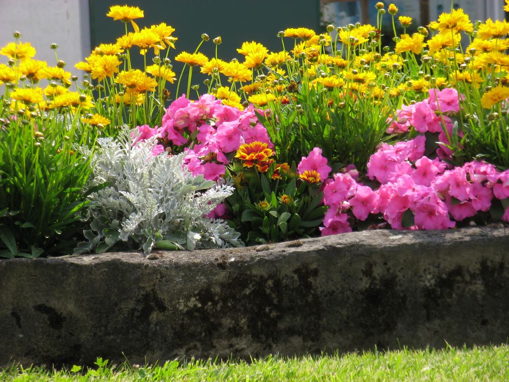 Flores