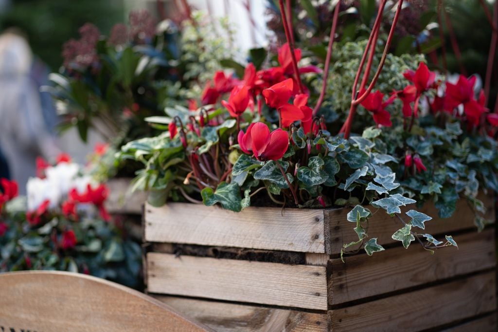 Aporta abono en el agua de riego en la temporada de floración del ciclamen para que crezca más saludable y fuerte