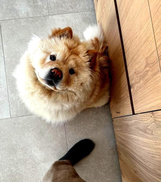 Pipa, la perrita de Laura M. Flores