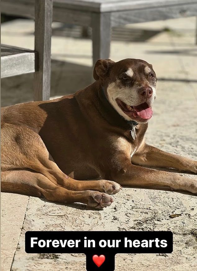 Lua, la pitbull mestiza que acompañó a Tom Brady durante casi una década y cuya clonación ha reabierto el debate ético sobre esta práctica