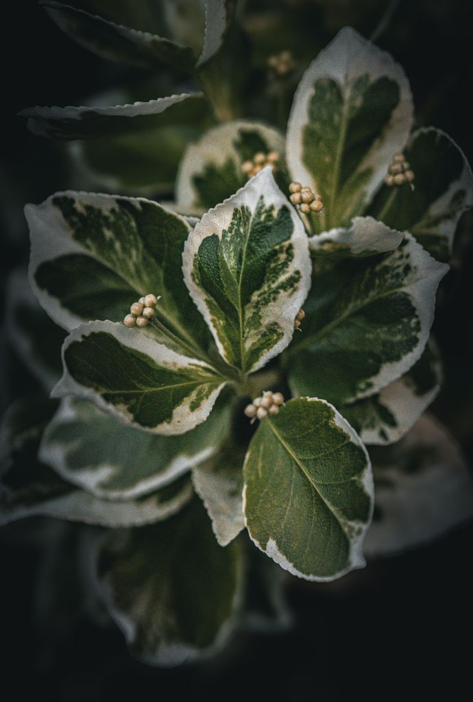 ‘Viburnum tinus Variegatum’, con las hojas variegadas