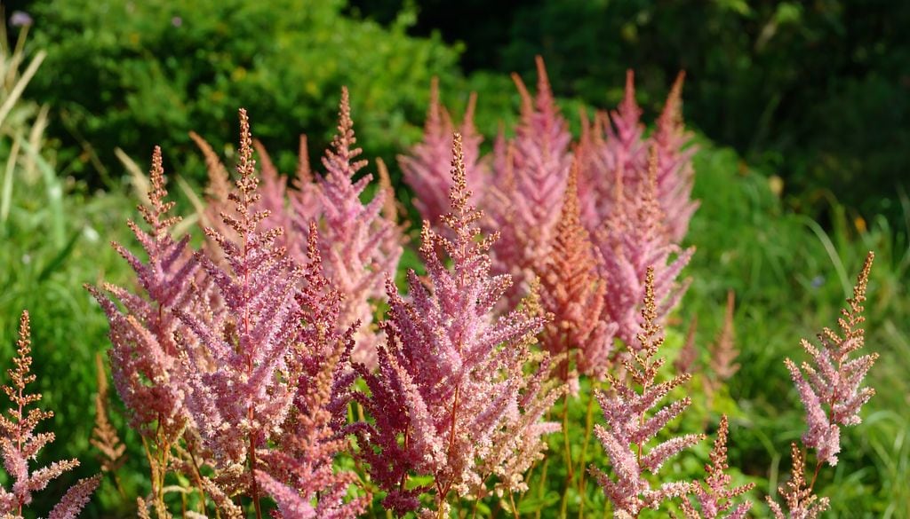 Astilbe de color rosa.