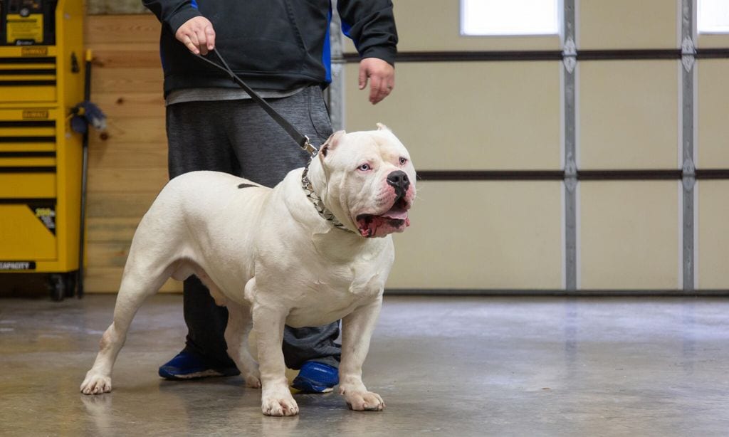 huge 180lb bully challenges dad 39 s record weight