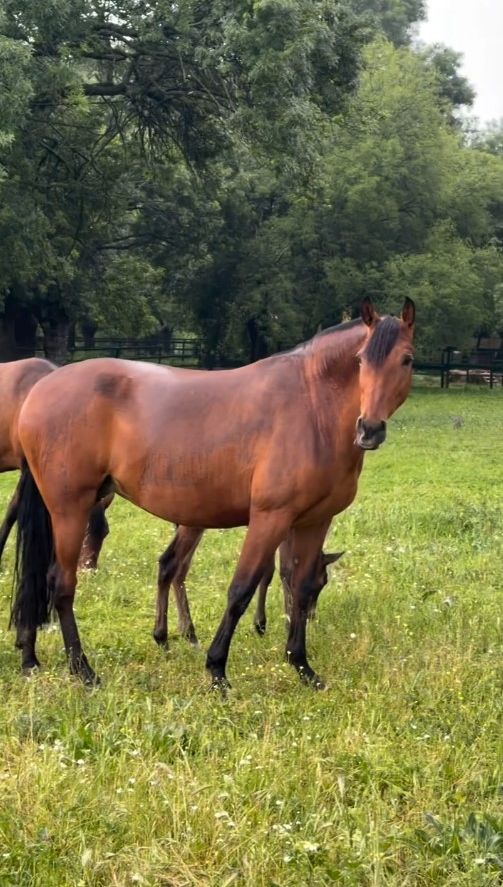 La finca de San Lorenzo de el Escorial en la que se ha celebrado el convite está rodeada de naturaleza, y los asistentes han podido ver caballos
