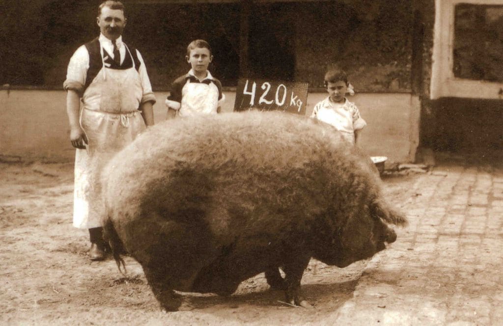Tres personas junto a un cerdo mangalica con cartel que indica su peso de 420 kg.