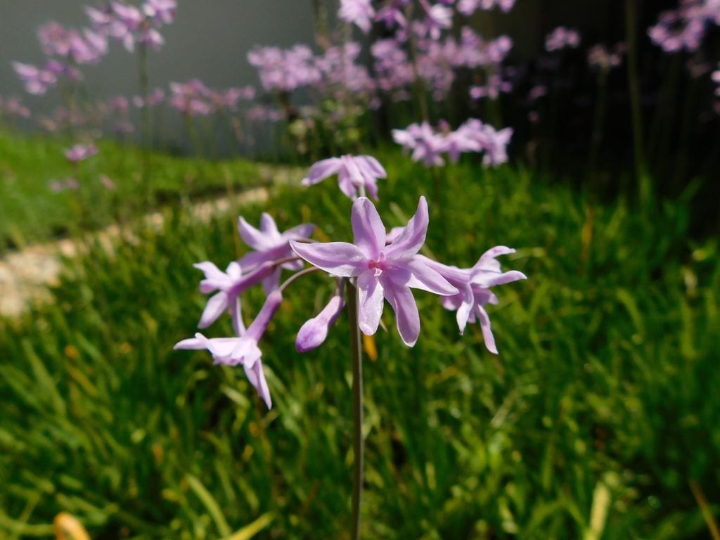 Tulbagia ('Tulbaghia violacea') 