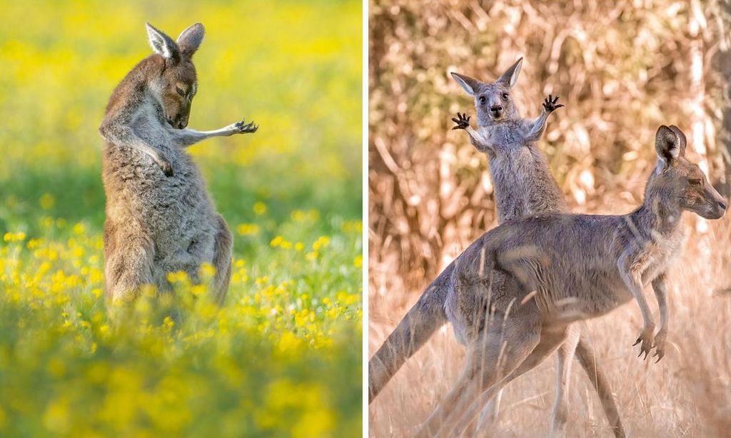 Jason Moore_Air Guitar Kangaroo-Collage-U07164407711Syw