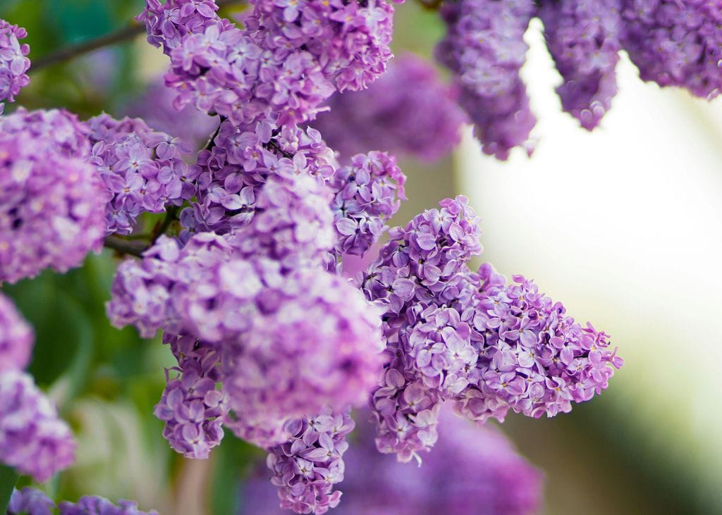 Lila o Syringa, arbusto con flor.