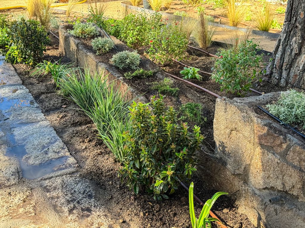 Durillos recién plantados junto a otras especies de plantas en un jardín