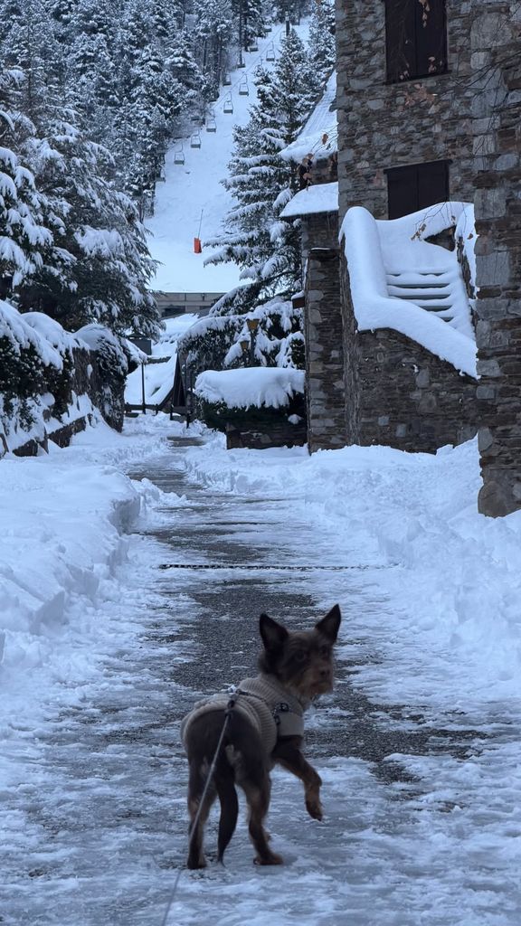 La familia canina no ha faltado en esta especial escapada