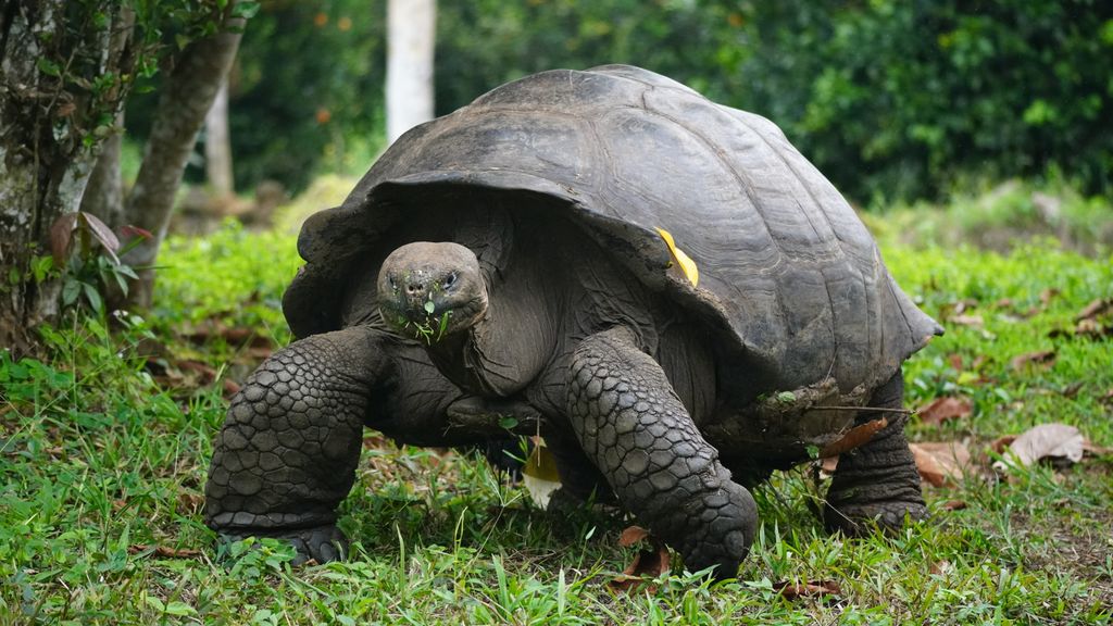 Islas Galápagos, uno de los mejores lugares del mundo para ver fauna