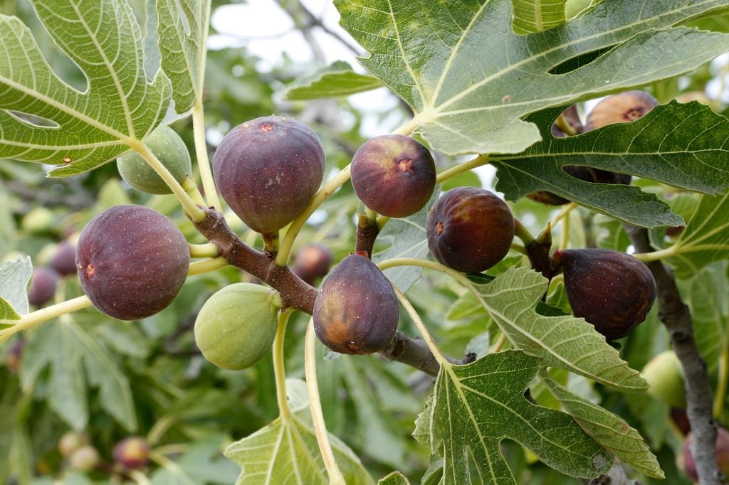 Finales de verano y principios de otoño, una buena época para disfrutar de los higos