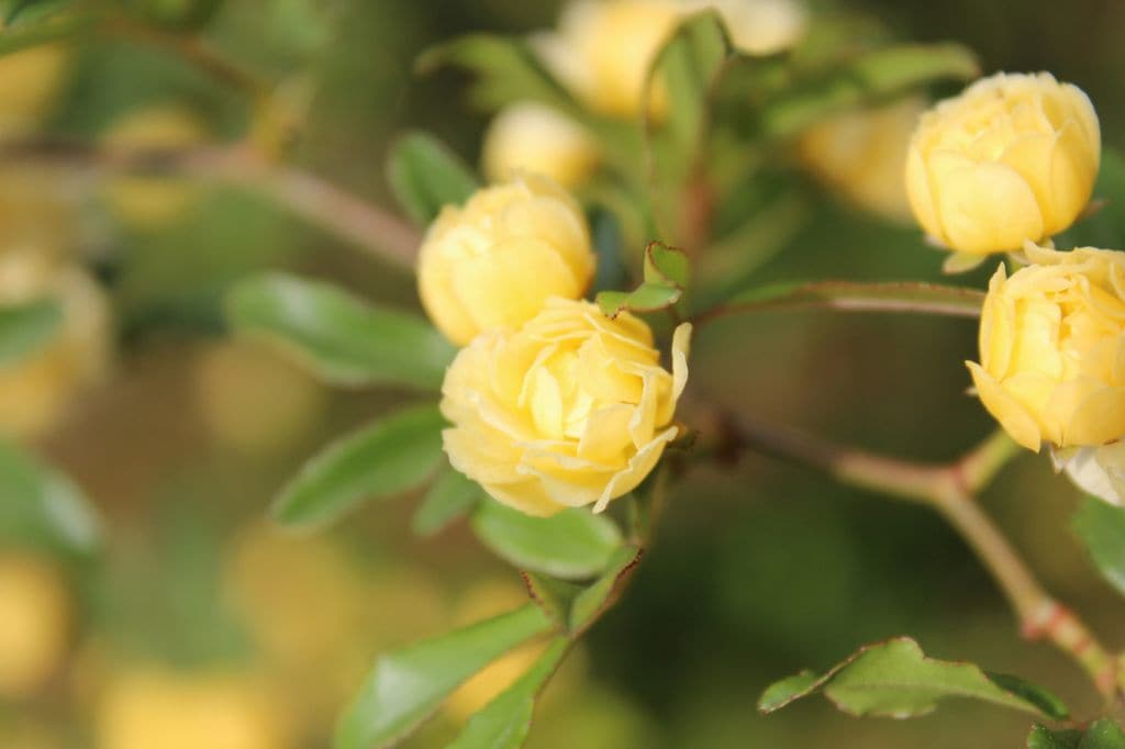 Tosa de Banksia ('Rosa banksiae')