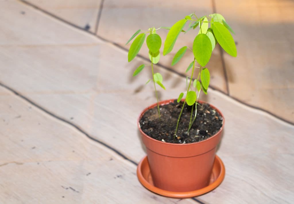 Planta telégrafo