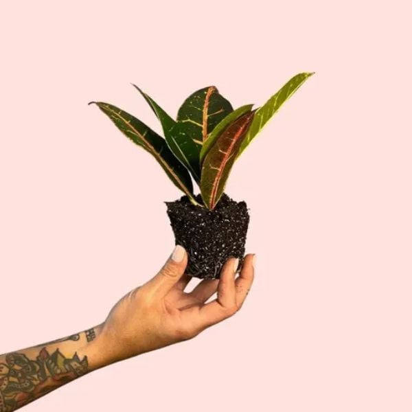 planta interior croton