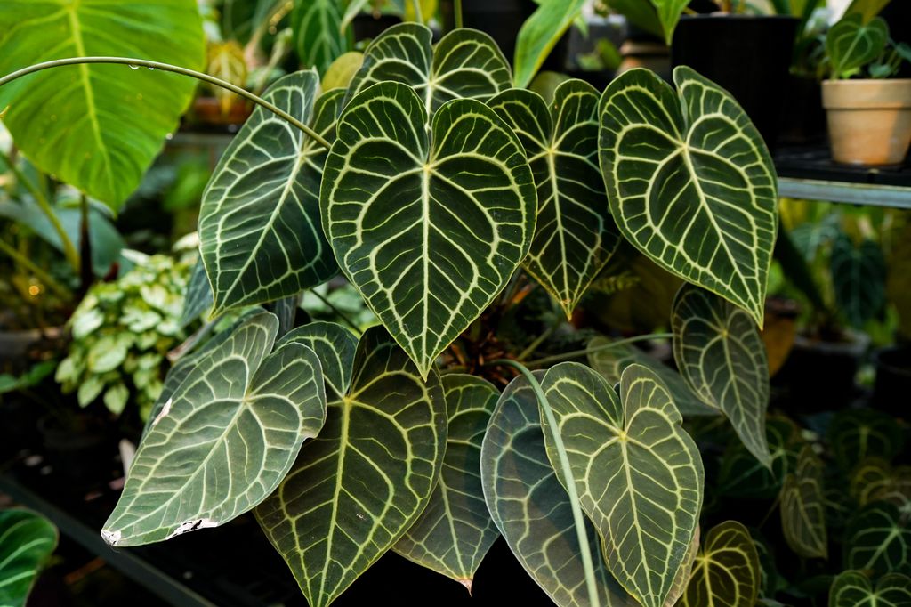 Anthurium clarinervium (anturio cristalino)