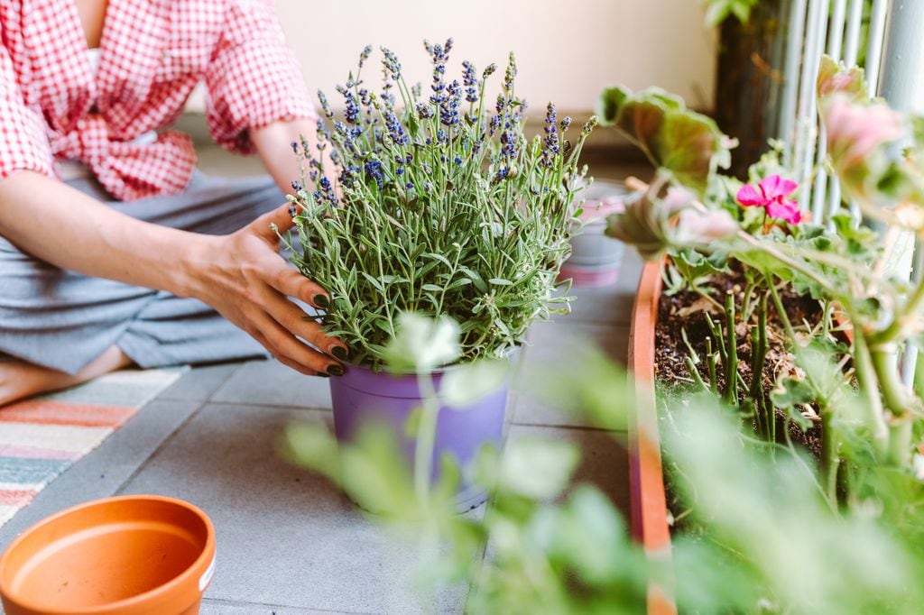 Maceta con lavanda planta de exterior. 