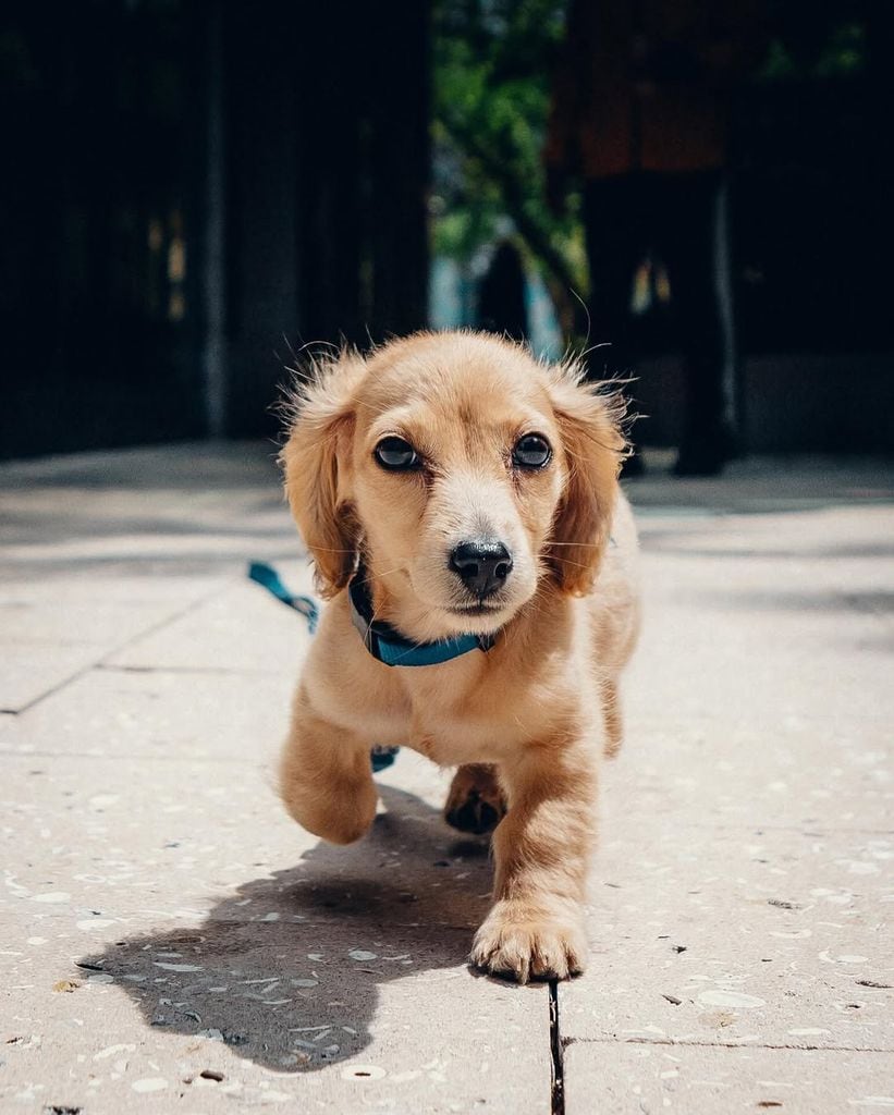 Leo enternece a los seguidores de Charles Leclerc y Alexandra Saint Mleux