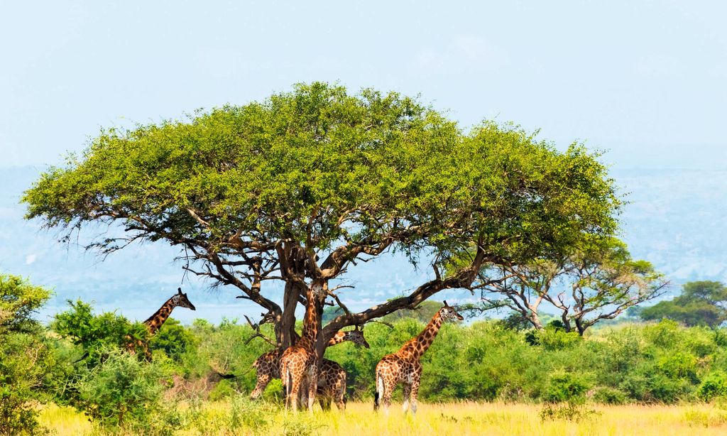 HOVIAJES 2125 UGANDA, ÁFRICA
