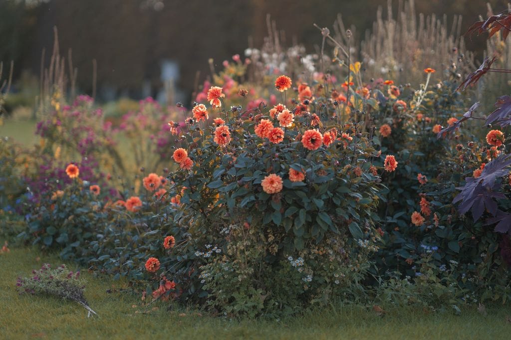 Dalias en un jardín de estilo naturalizado (o 'new perennial')