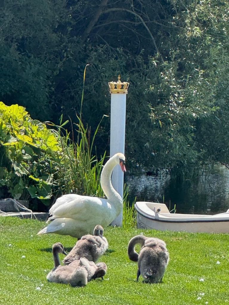 Los cisnes fotografiados por los miembros de la Familia Real