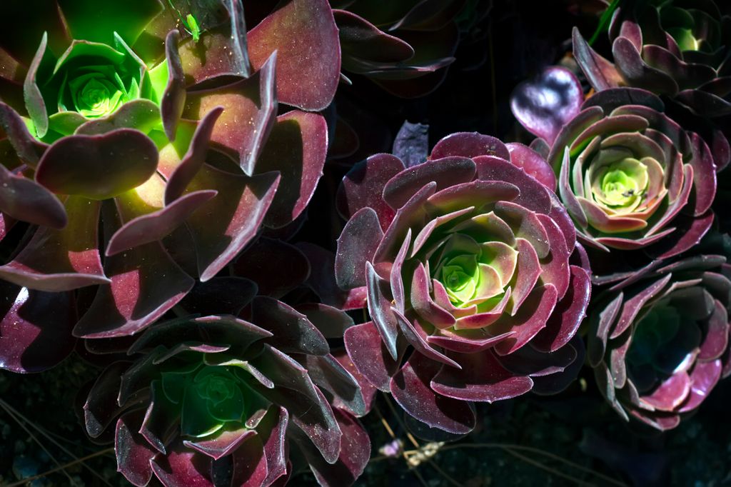 Siempreviva Rosa Negra 