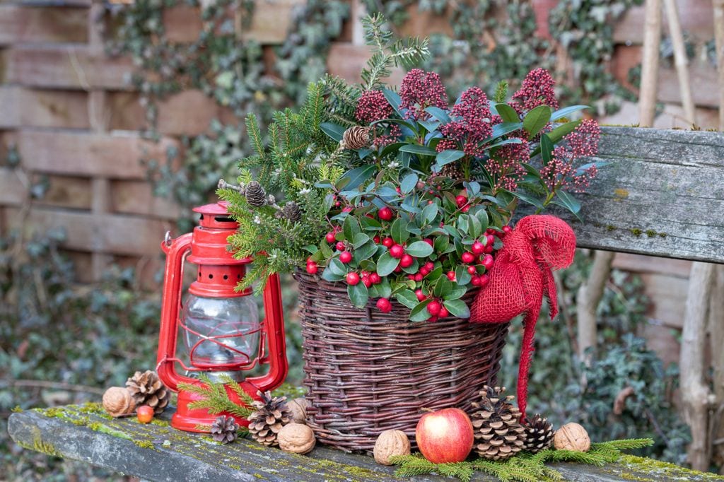 Gaulteria planta de Navidad