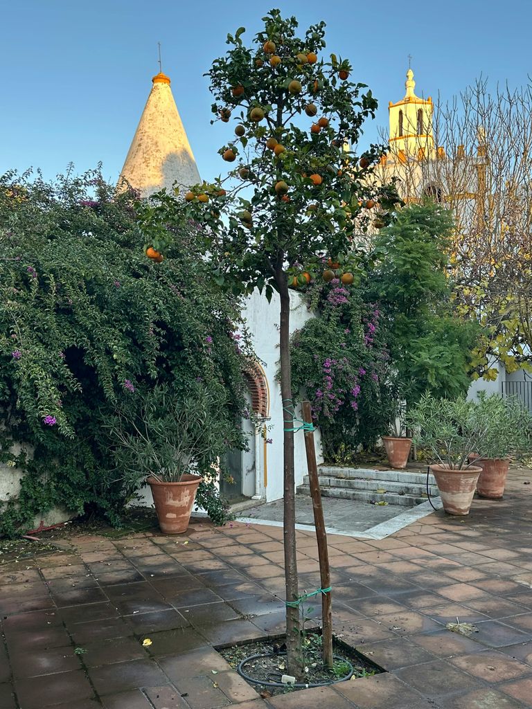 Naranjo en un patio canario