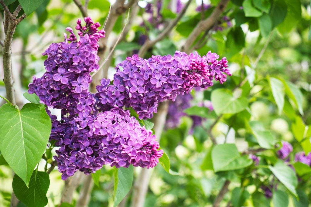 Lila o Syringa, arbusto con flor.