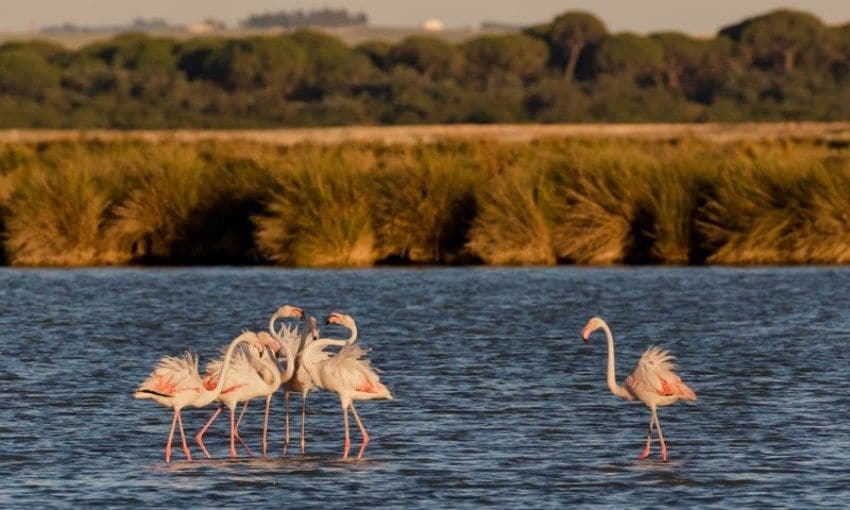 Flamencos en las marismas del Parque Nacional de Doñana.