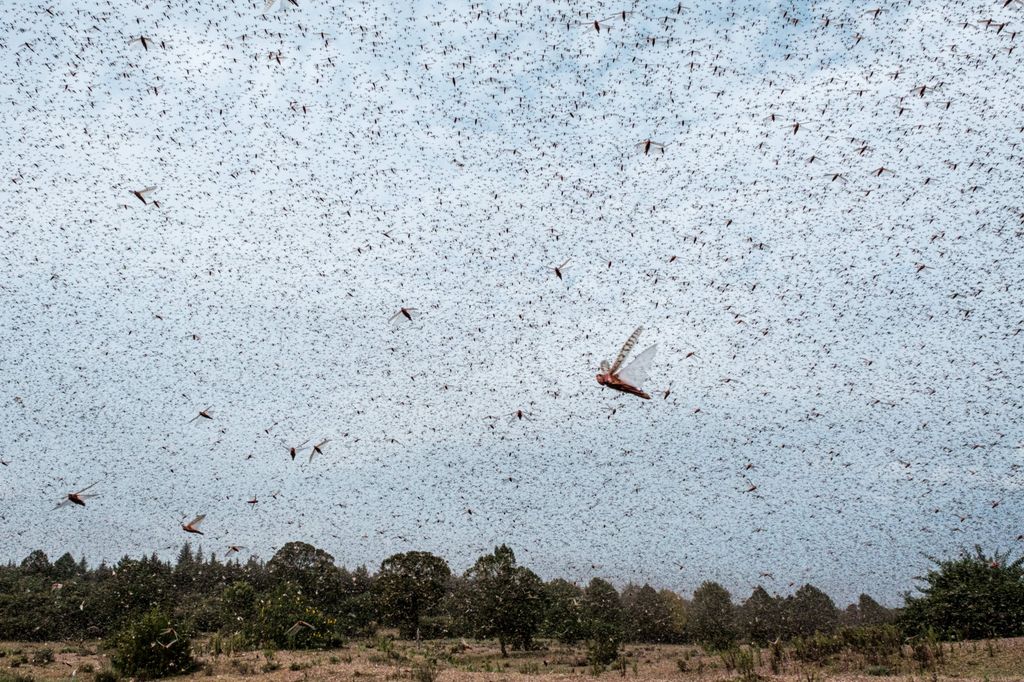 Las langostas viajan impulsadas por el viento hacia zonas donde vuelve a crecer la vegetación, recorriendo grandes distancias sin gastar energía extra