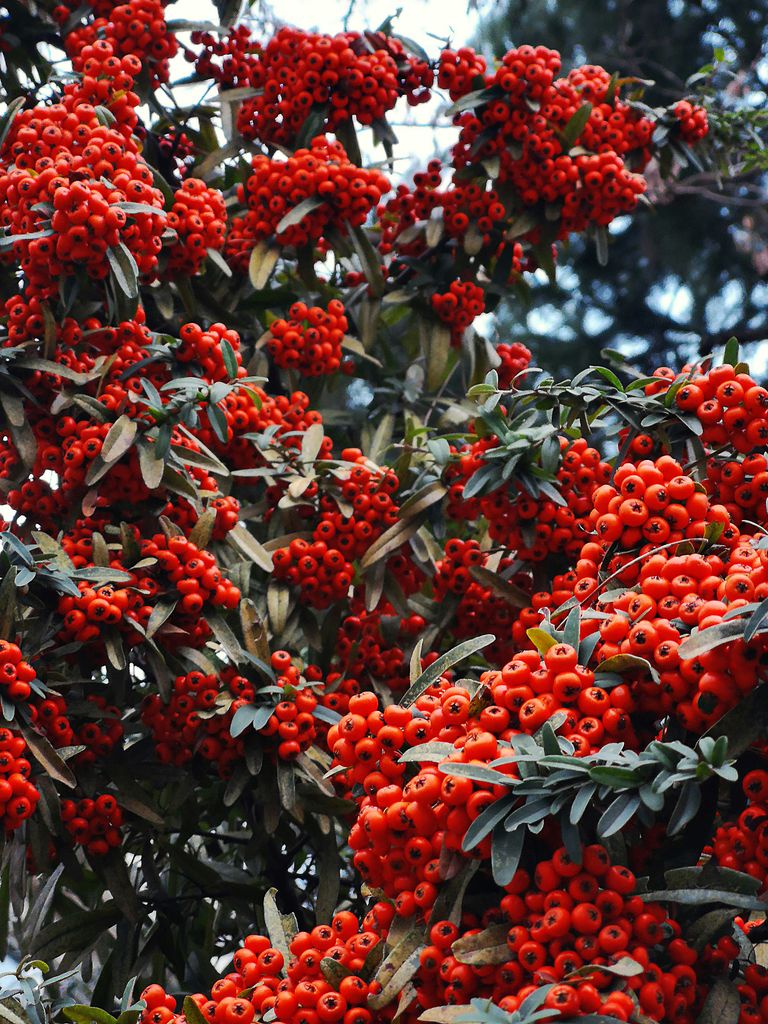 Espino de fuego (‘Pyracantha’) con frutos rojos, que luce en el otoño y el invierno
