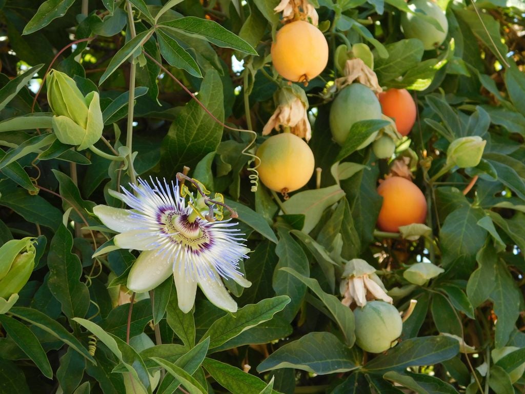 La flor de maracuyá, bellísima, es la flor nacional de Paraguay.