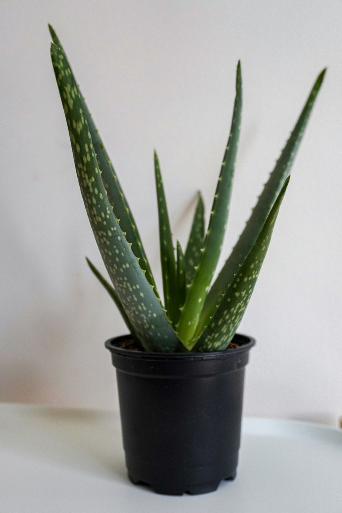 Aloe vera