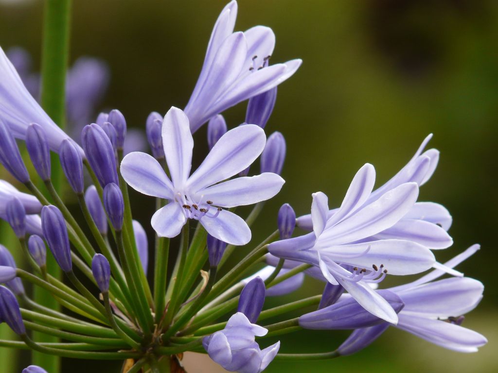 Flor del agapanto ('Agapanthus africanus')