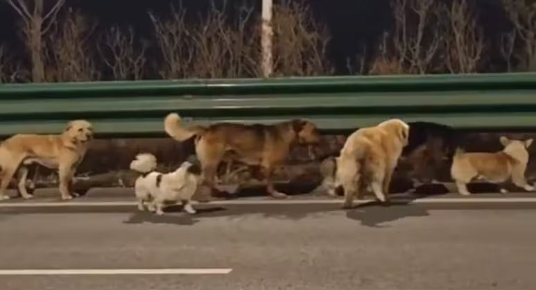 Siete perros recorrieron 17 kilómetros en grupo hasta volver a casa, guiados por un pequeño corgi