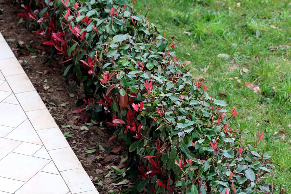 Un seto bajo de fotinia cuidadosamente recortado, con hojas de un verde brillante y nuevos brotes de un rojo vibrante, bordea un sendero del jardín