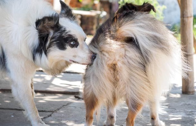 por qué los perros quieren montar