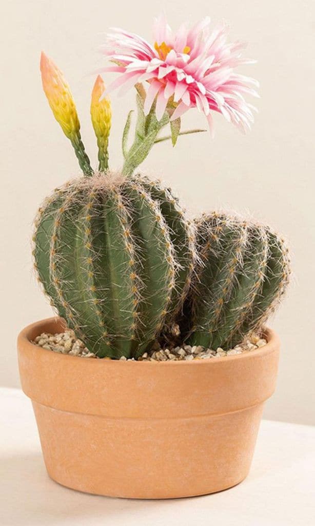 Florecer tardío