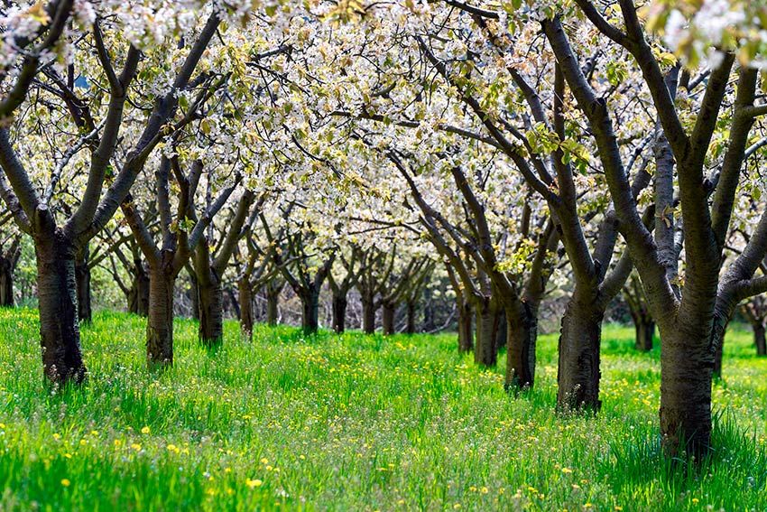 Cerezos en flor en el valle de Las Caderechas, Burgos