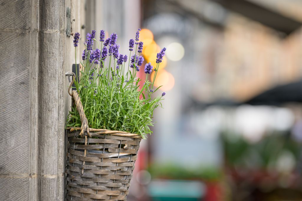 Lavanda planta de exterior. 