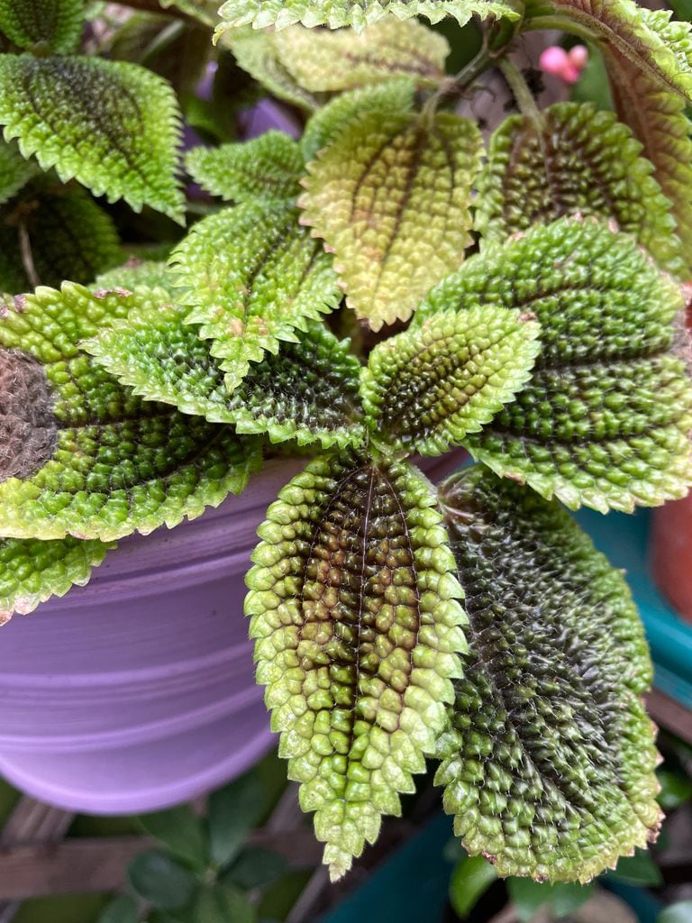 Planta de la amistad