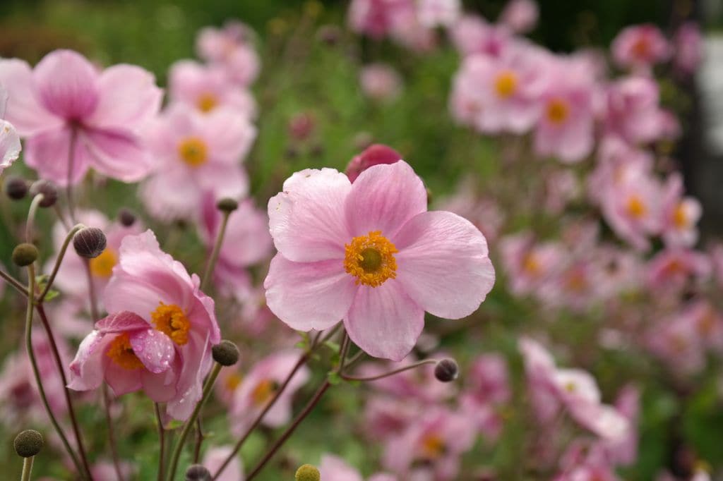 Flores rosas de la anémona de otoño (‘Anemone hupehensis’) 