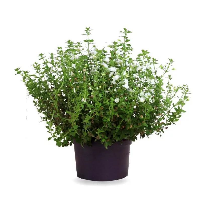 Bacopa